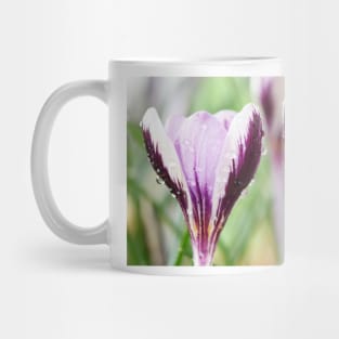 Crocus  'Spring Beauty' Mug